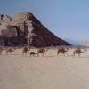 Camels In Wadi Rum Jordan - Acrylic On Canvas Paintings - By Qiufen Wei Marmo, Realism Painting Artist